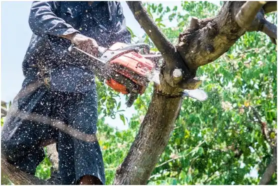 tree services Howard